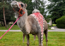 Soirée Orientale dans le Parc du Château de la Rairie près de Nantes, pour animer votre évènement