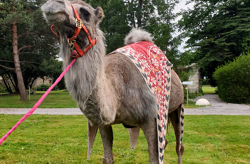 Soirée Orientale dans le Parc du Château de la Rairie près de Nantes, pour animer votre évènement