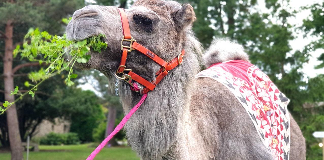 Soirée Orientale dans le Parc du Château de la Rairie près de Nantes