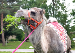 Soirée Orientale dans le Parc du Château de la Rairie près de Nantes